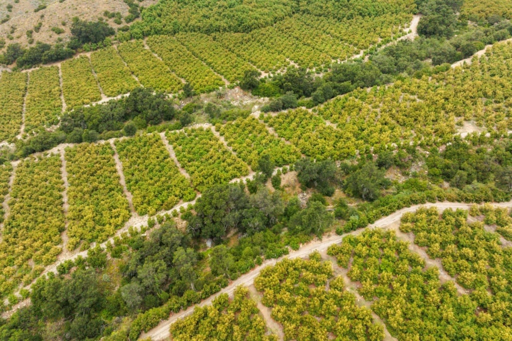 avocado ranch from overhead